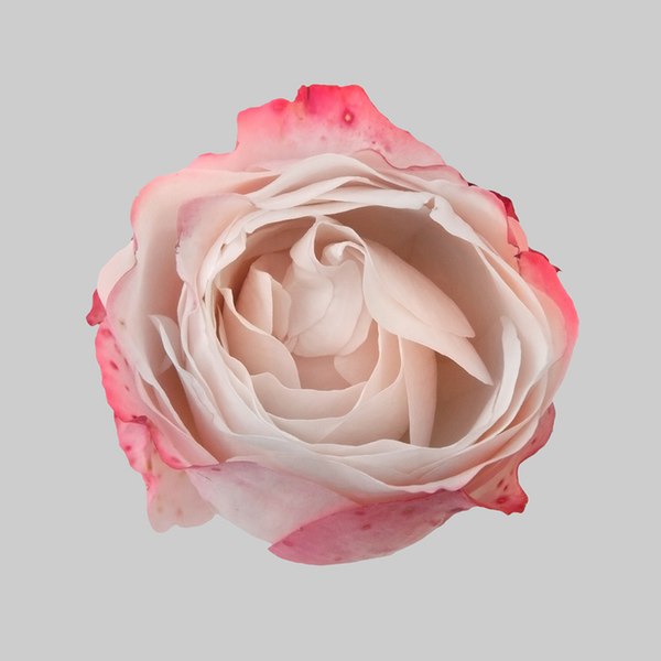 Best Art.com Coupons, Promo Codes, Coupons & Free Shipping ...