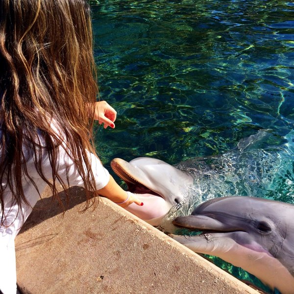 Best SeaWorld Coupons, Promo Codes, Coupons & Free Shipping ...