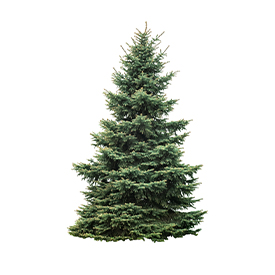 Christmas Tree - Any Brand